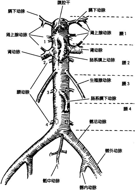 腹主動脈分支口訣|腹主動脈及其分支